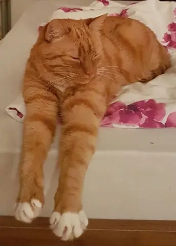 Bild von Pinot, Maumau, Mr. Pep, Pepim