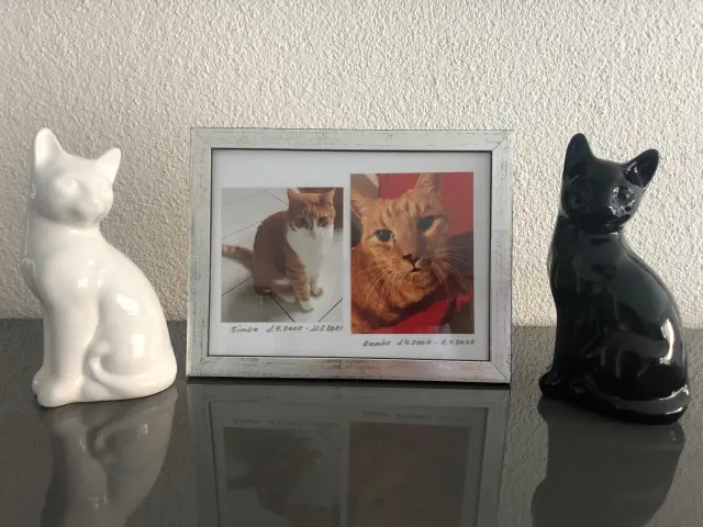 Bild von Rambo, Simba