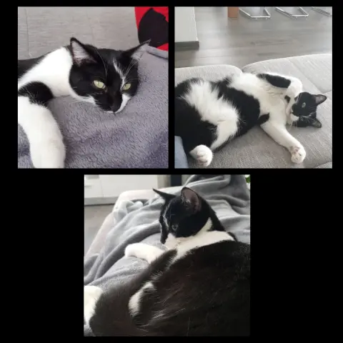 Bild von Hermine/Schesä