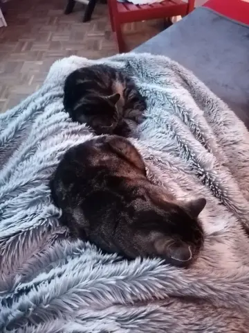 Bild von Luna & Fighter