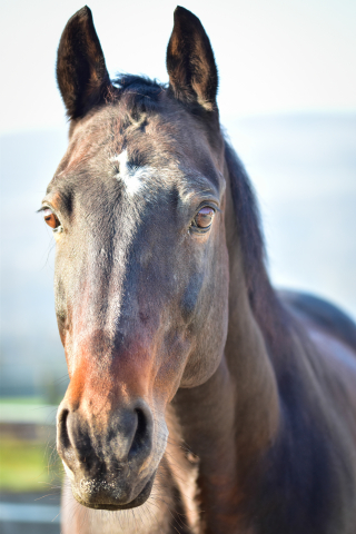 Bild von Cody's Codan