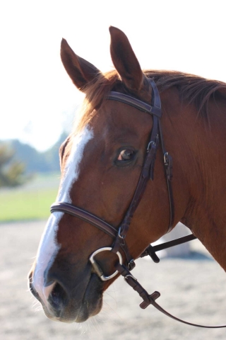 Bild von Fantastic Mr. Fox