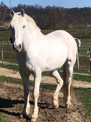 Bild von Snow Dancer