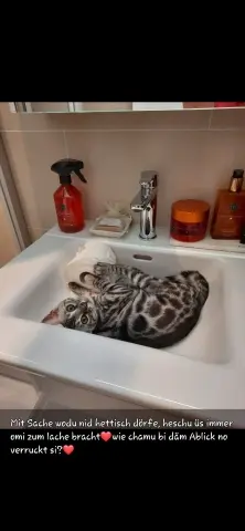 Bild von Ilona Shay 'Musi'