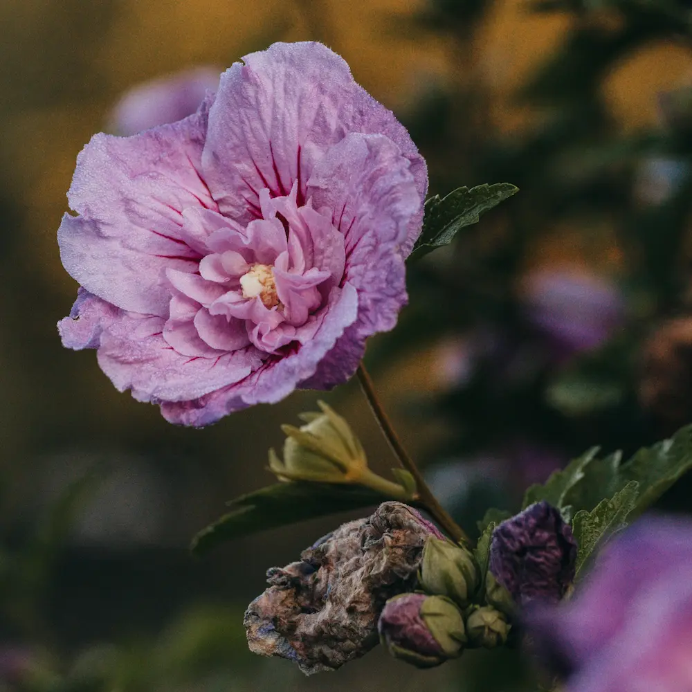 Picture of a rose