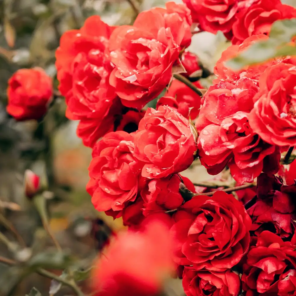 Picture of a rose